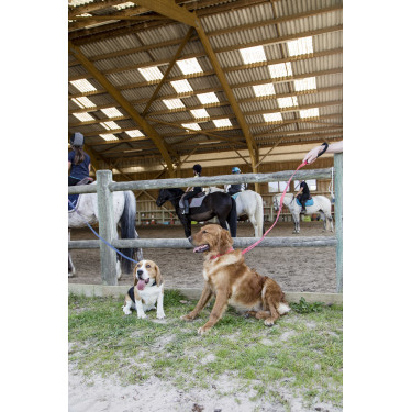 Nylon hondenriem Diego & Louna Koraal Rood