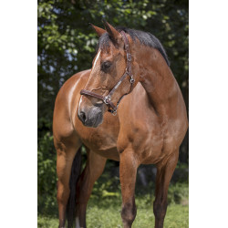 Lederen halster Norton Pro Grooming Havana Bruin