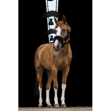 Halster Equithème Teddy Zwart / bruin