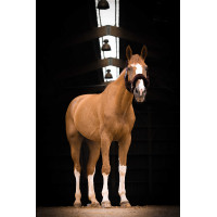 Halster Equithème Teddy Groen / bruin