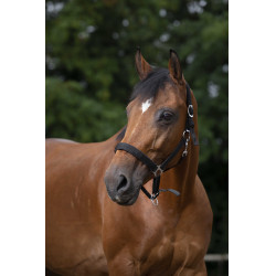 Halster Norton nylon gevoerd met neopreen Zwart