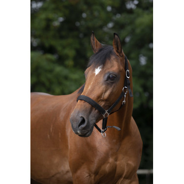 Halster Norton nylon gevoerd met neopreen Zwart