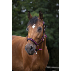 Halster Norton nylon gevoerd met neopreen Zwart / framboos