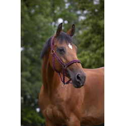 Halster Norton nylon gevoerd met neopreen Bordeaux / zwart Halster Norton nylon gevoerd met neopreen Bordeaux / zwart