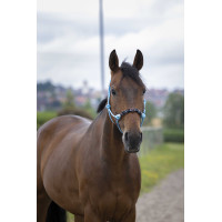 Ethologische halster Norton Pearl Lichtblauw