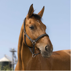 Norton Reflective halster Zwart