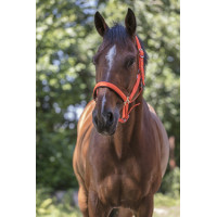 Norton Fluo halster gevoerd Oranje