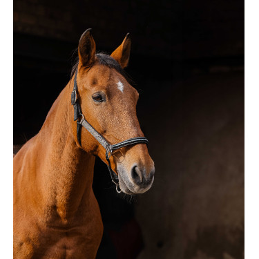 Nylon halster Equithème Domino Koper Bruin