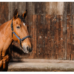 Nylon halster Equithème Domino Koningsblauw Nylon halster Equithème Domino Koningsblauw