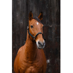 Nylon halster Equithème Domino Groen Nylon halster Equithème Domino Groen