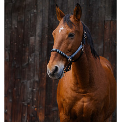 Nylon halster Equithème Domino Grijs Nylon halster Equithème Domino Grijs