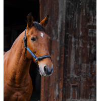 Nylon halster Equithème Domino Blauw