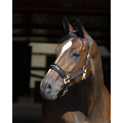 Halster Werano Back On Track