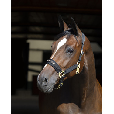Halster Werano Back On Track