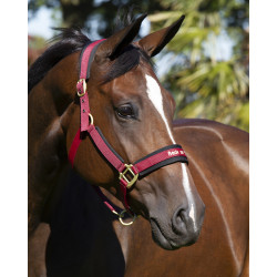 Halster Werano Back On Track