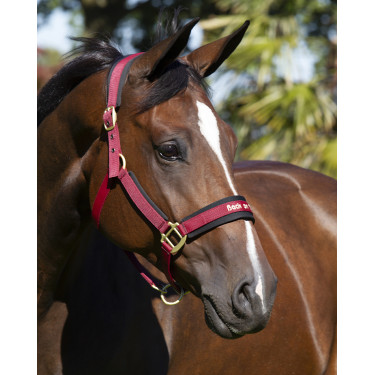 Halster Werano Back On Track Halster Werano Back On Track