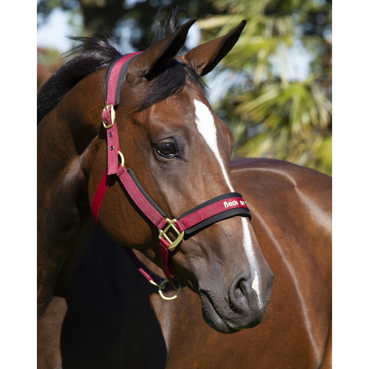Halster Werano Back On Track