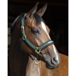 Halster Werano Back On Track