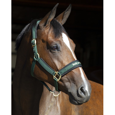 Halster Werano Back On Track