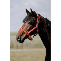Halster Riding World Cushion Bordeaux
