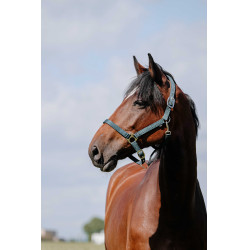 Halster Riding World Cushion Donkergroen