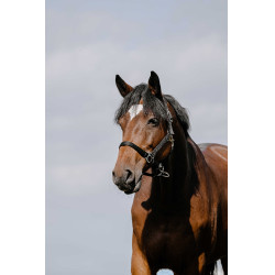 Halster Riding World Cushion Zwart