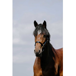 Halster Riding World Cushion Marine Marineblauw