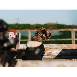 Hondenhoes Ik hou van je Equithème Zwart Hondenhoes Ik hou van je Equithème Zwart