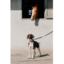 Halsband voor hond EQUITHÈME - Nala Zwart