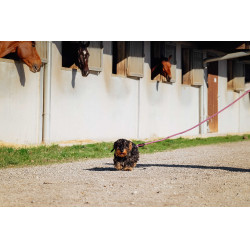 Hondenriem met handvat RIDING WORLD - Lucky Oudroze
