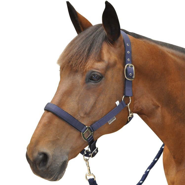 Nylon gevoerde halster Canter