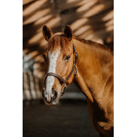 Halster Norton US Havana Bruin