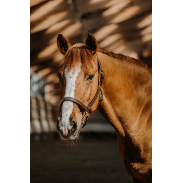 Halster Norton US Havana Bruin