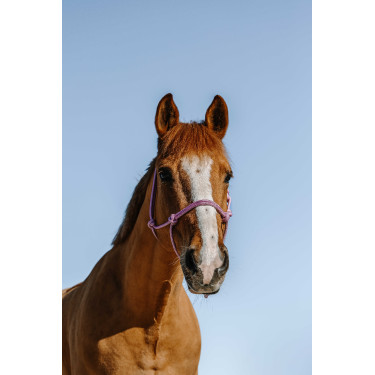 Ethologisch halster Norton Glim Roze / zilver