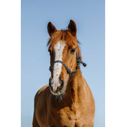 Ethologisch halster Norton Glim Marine / zilver Blauw Ethologisch halster Norton Glim Marine / zilver Blauw