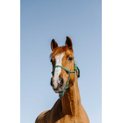 Ethologisch halster Norton Glim Lichtgroen / zilver