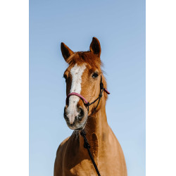 Etologische hoofdstel + touw Norton Zweden Zwart / roze