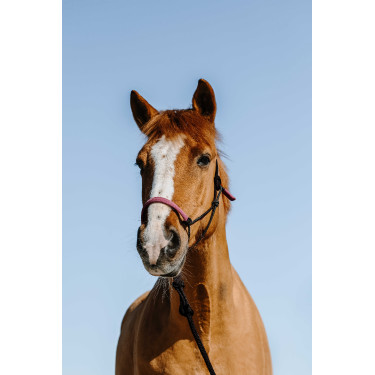 Etologische hoofdstel + touw Norton Zweden Zwart / roze