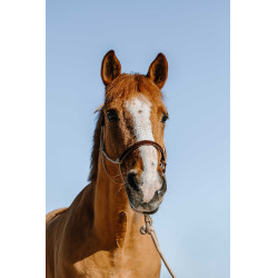 Etologische hoofdstel + touw Norton Zweden Beige / bruin