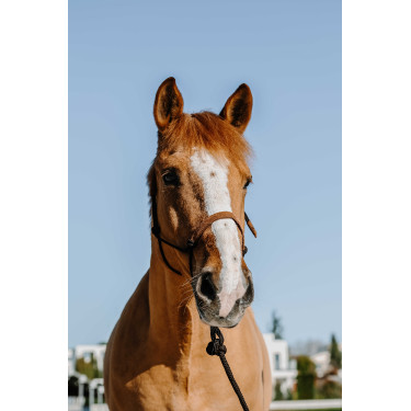 Etologische hoofdstel + touw Norton Zweden Bruin / lichtbruin