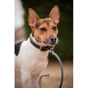 Halsband voor hond Pénélope Olie Zwart