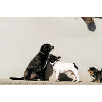 Halsband en riem voor hond EQUITHÈME - Max