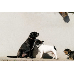 Halsband en riem voor hond EQUITHÈME - Max