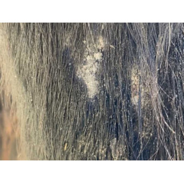 Shampoo Animaderm Tea Tree