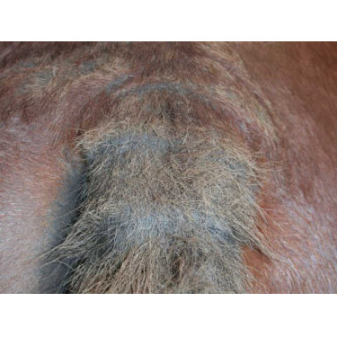 Shampoo Animaderm Tea Tree