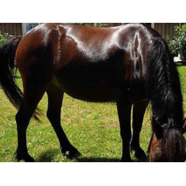 Shampoo Animaderm Tea Tree