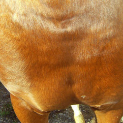 Regenererende Animaderm Cutene Regenererende Animaderm Cutene