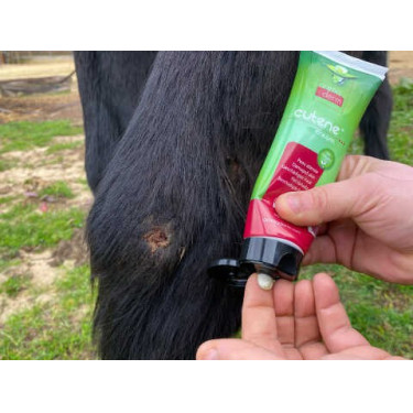 Regenererende Animaderm Cutene Regenererende Animaderm Cutene