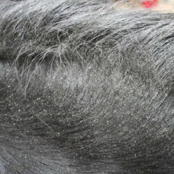 Afweermiddel Animaderm Derfly