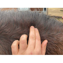 Animaderm Clear Lotion